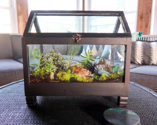 large terrarium